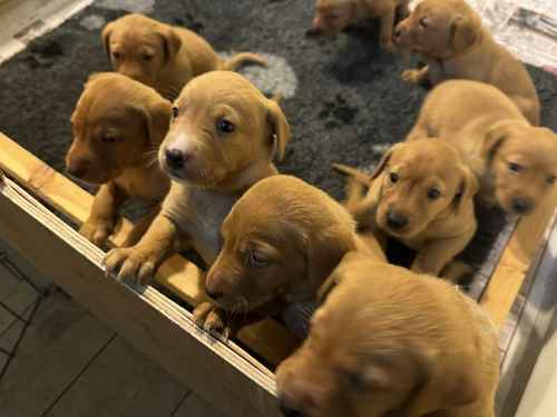 Kc registered litter of Fox red Labradors for sale in Diss, Norfolk