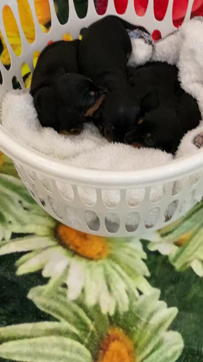 KC REGISTERED MINIATURE DACHSHUND PUPPIES for sale in Colchester, Essex