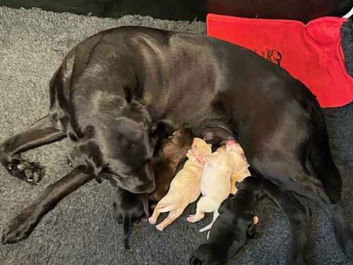 KC registered pedigree Labarador pups for sale in Dorking, Surrey