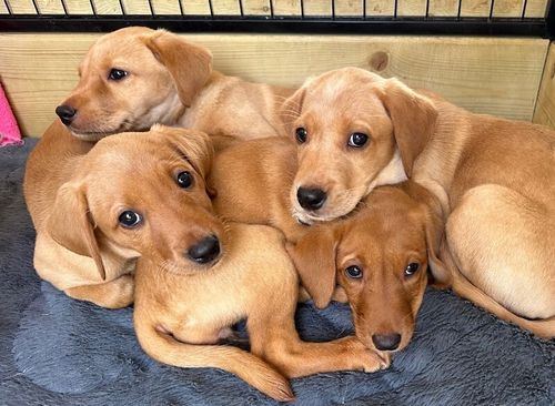 KC Registered Pedigree Labrador puppies. for sale in Ammanford / Rhydaman, Dyfed