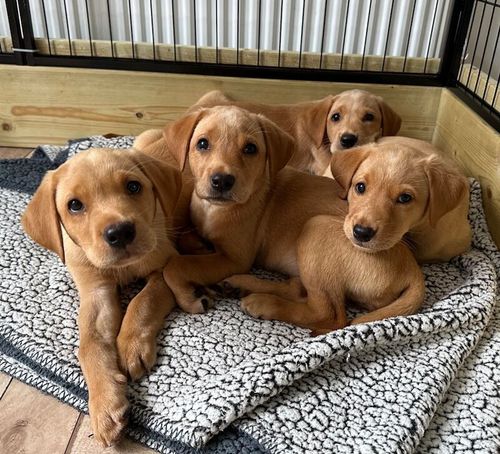 KC Registered Pedigree Labrador puppies. for sale in Ammanford / Rhydaman, Dyfed