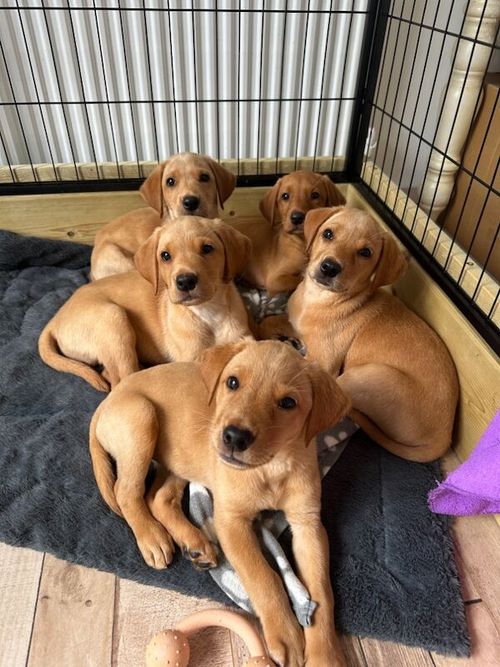 Ready now - KC Registered Pedigree Labrador puppies. for sale in Ammanford / Rhydaman, Dyfed
