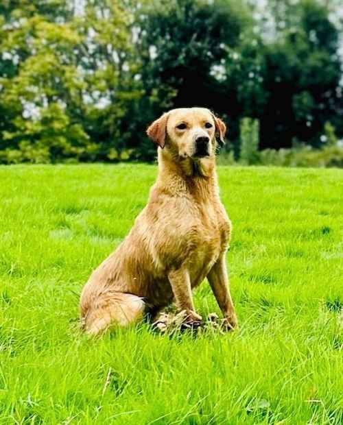 KC registered Pedigree Labrador pups for sale in Powys