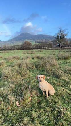KC registered Pedigree Labrador pups for sale in Powys | Image 2