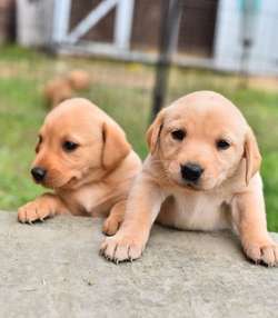 KC registered Pedigree Labrador pups for sale in Powys | Image 3