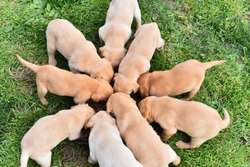 KC registered Pedigree Labrador pups for sale in Powys | Image 4