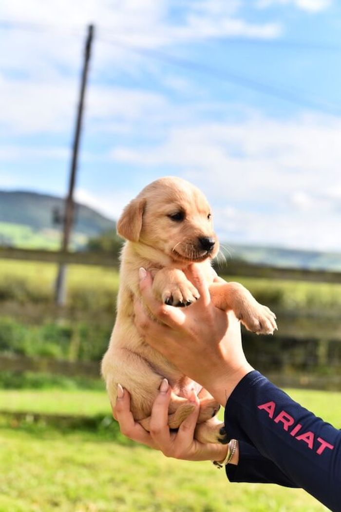 Labrador Retriever puppies for sale in Powys – KC registered, 1 year old - Image 5 of 7