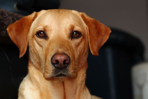 KC Registered Pedigree Labrador Pups for sale in Poole, Dorset