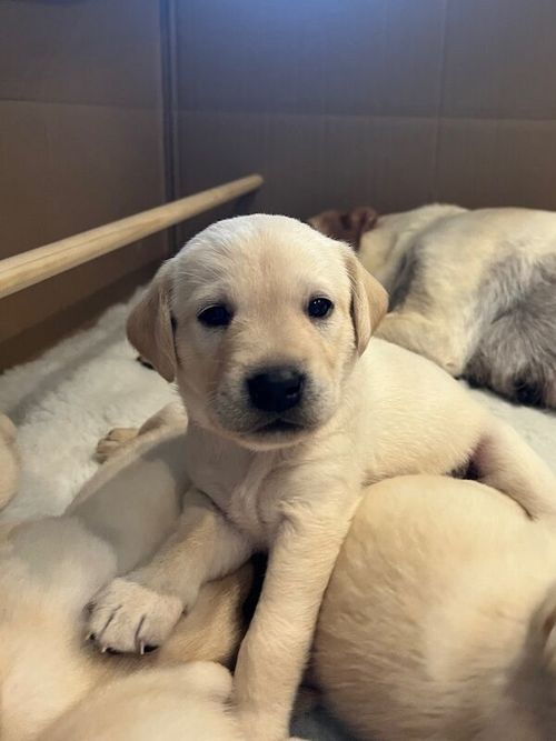 KC Registered Pedigree Yellow Labrador Puppies for sale in Matlock, Derbyshire