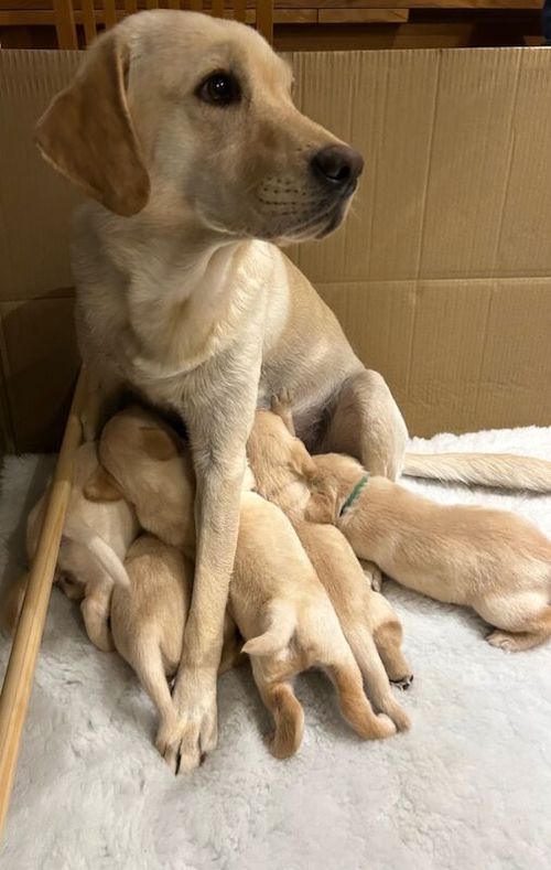 One beautiful KC Yellow Labrador Dog Puppy Available for sale in Matlock, Derbyshire