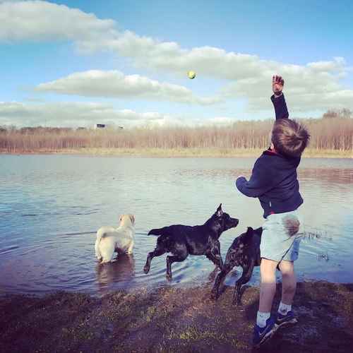 KC Registered Proven Black Labrador for sale in Warrington, Cheshire