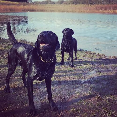 KC Registered Proven Black Labrador for sale in Warrington, Cheshire - Image 2