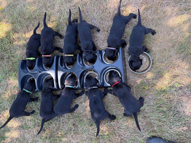 KC registered puppies 