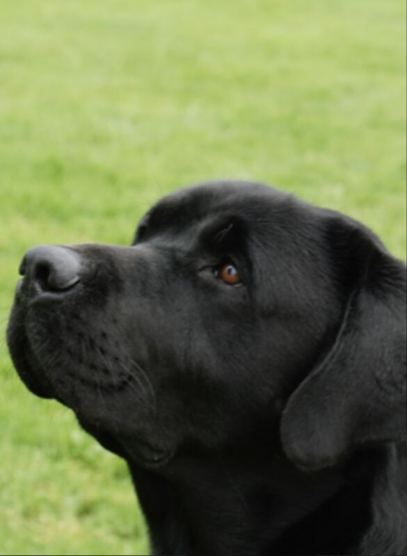 KC registered puppies black and chocolate due