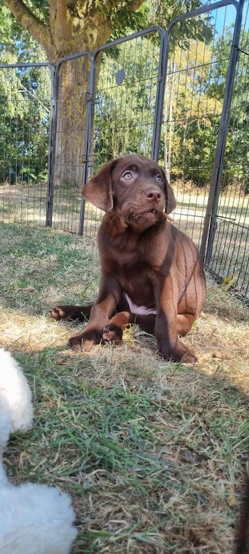 KC registered puppies ready now 
