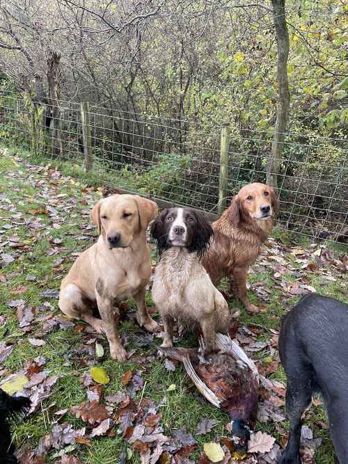 KC registered pups- health tested parents for sale in Brotton, North Yorkshire