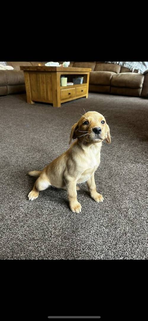 KC registered pups- health tested parents for sale in Brotton, North Yorkshire - Image 3