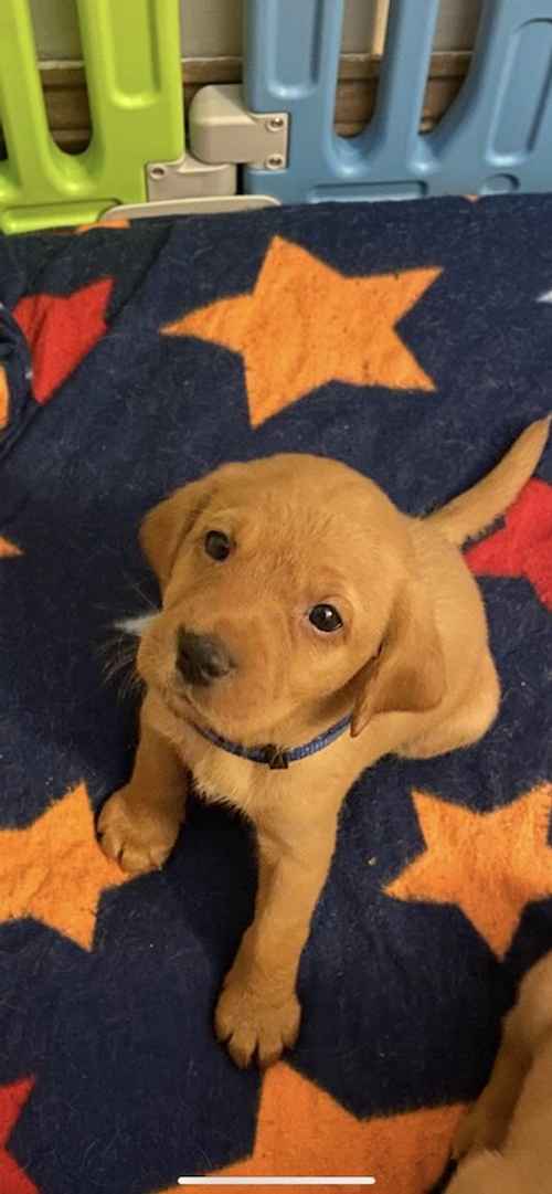 Kc registered redfox male lab puppy available for sale in West Lothian