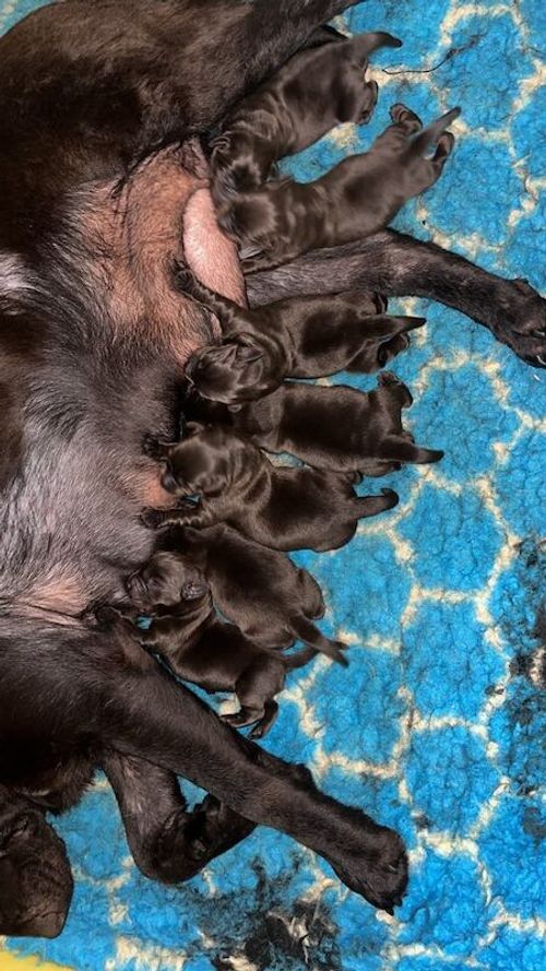 KC Registered Show Bred Chocolate Labrador Puppies For Sale in Newcastle upon Tyne, Tyne and Wear