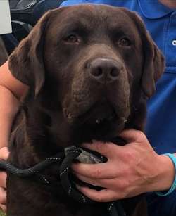 KC Registered Show Bred Chocolate Labrador Puppies For Sale in Newcastle upon Tyne, Tyne and Wear | Image 2