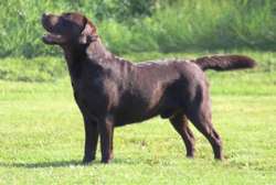 KC Registered Show Bred Chocolate Labrador Puppies For Sale in Newcastle upon Tyne, Tyne and Wear | Image 3