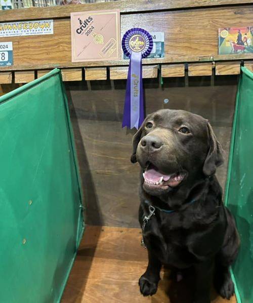 KC registered Show Bred Chocolate Pups Available for sale in Blackburn, West Lothian - Image 4