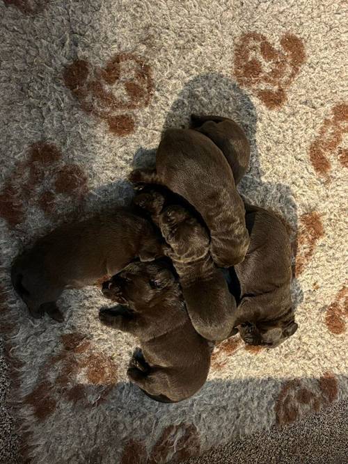 KC registered Show Bred Chocolate Pups Avaialble for sale in Blackburn, West Lothian - Image 9