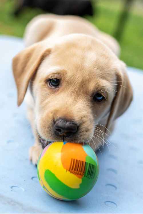 KC registered stunning black and golden Labrador puppies ready 7th Aug for sale in Leeds, West Yorkshire