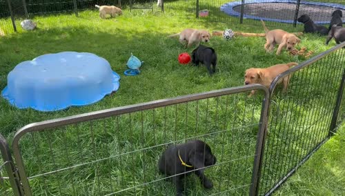 KC registered stunning black and golden Labrador puppies ready 7th Aug for sale in Leeds, West Yorkshire