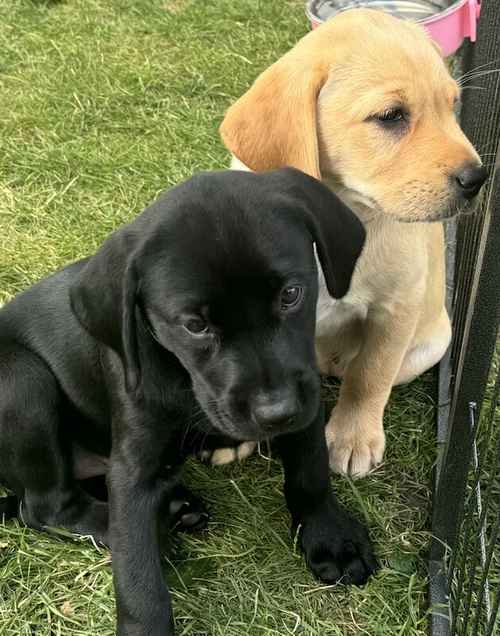 KC registered stunning black and golden Labrador puppies ready 7th Aug for sale in Leeds, West Yorkshire