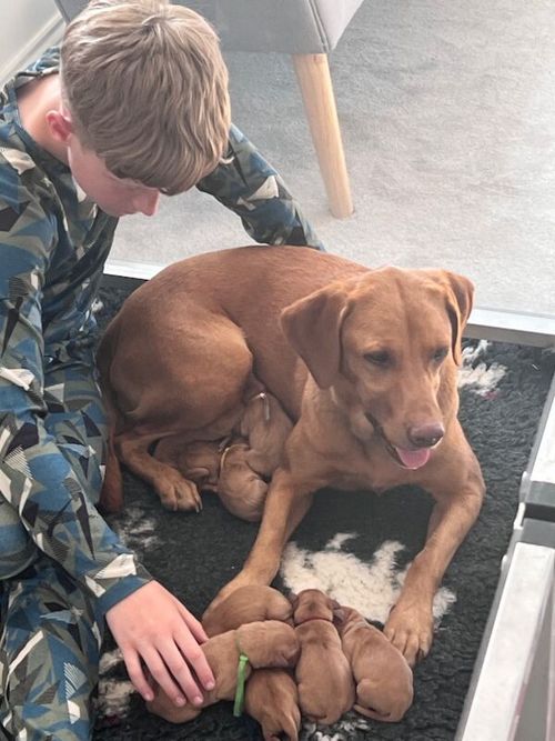 KC registered Viva and Trent pups for sale in Darlington, Durham