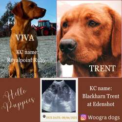 KC registered Viva and Trent pups for sale in Darlington, Durham | Image 2