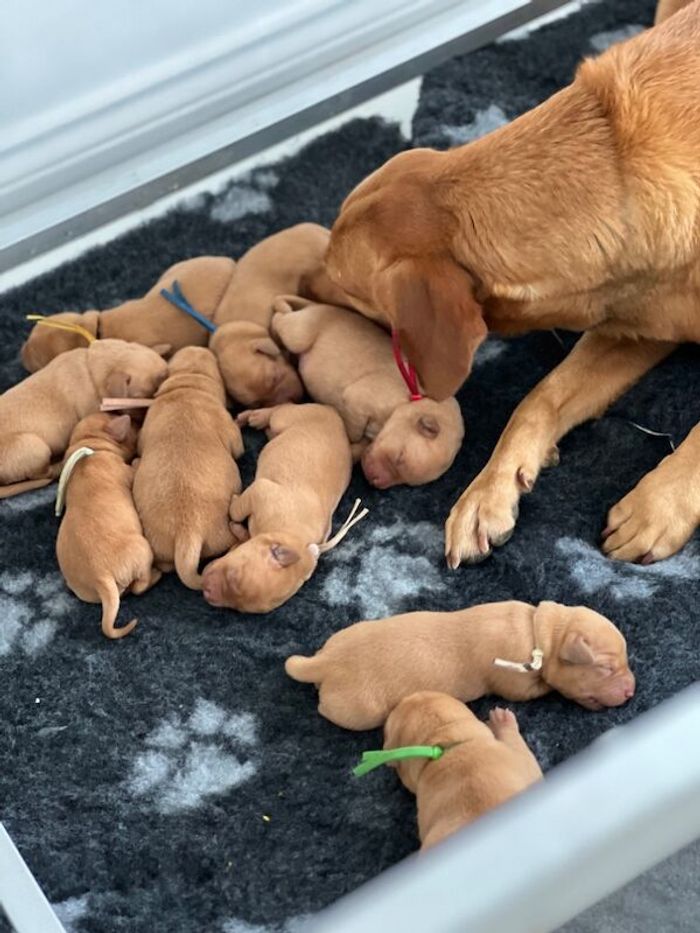 Labrador Retriever puppies for sale in Darlington, Durham – KC registered, 3 months old - Image 5 of 15