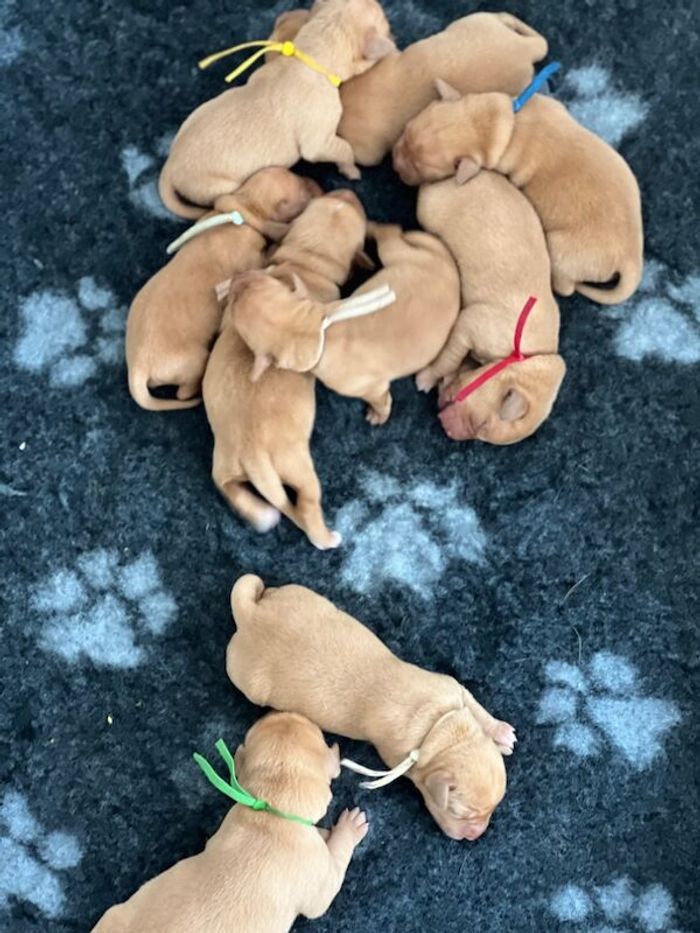 Labrador Retriever puppies for sale in Darlington, Durham – KC registered, 3 months old - Image 6 of 15