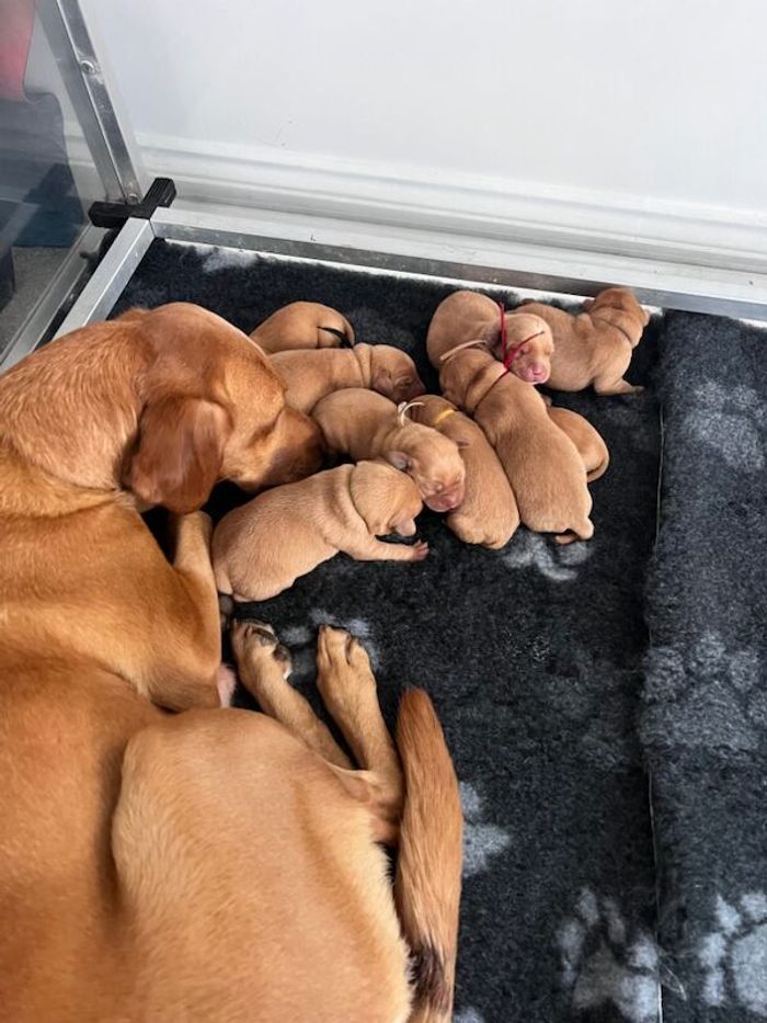 Labrador Retriever puppies for sale in Darlington, Durham – KC registered, 3 months old - Image 7 of 15