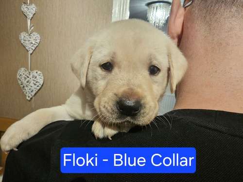 KC Registered White/Yellow Labrador Retriever Puppies for sale in Castleford, West Yorkshire