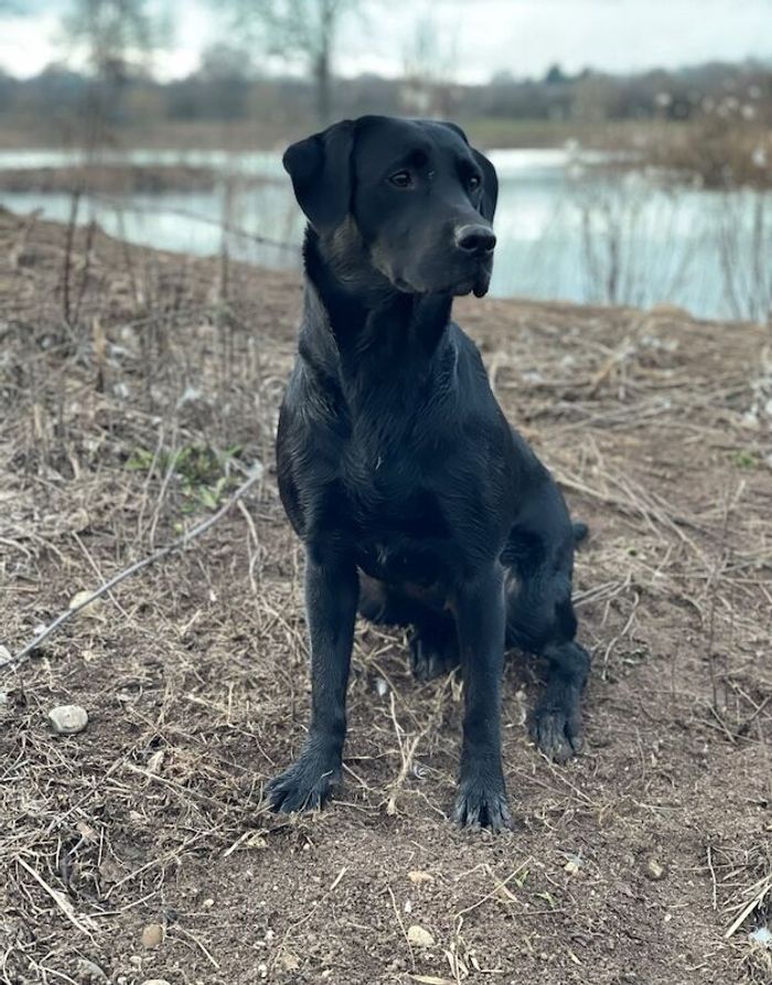 Labrador Retriever puppies for sale in Tamworth, Staffordshire – KC registered, 4 weeks old