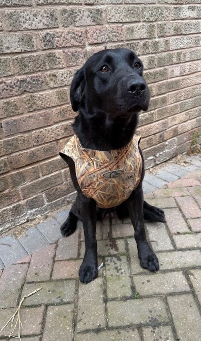 Labrador Retriever puppies for sale in Tamworth, Staffordshire – KC registered, 4 weeks old - Image 2 of 7