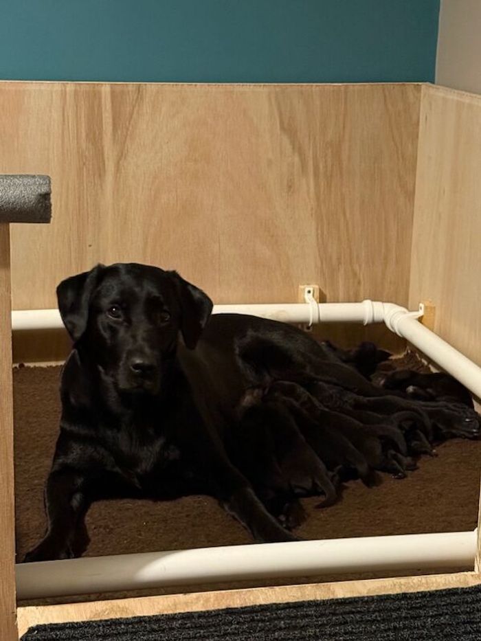 Labrador Retriever puppies for sale in Tamworth, Staffordshire – KC registered, 4 weeks old - Image 3 of 7