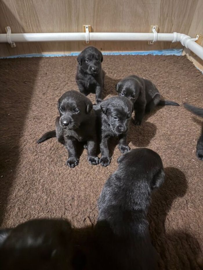 Labrador Retriever puppies for sale in Tamworth, Staffordshire – KC registered, 4 weeks old - Image 4 of 7