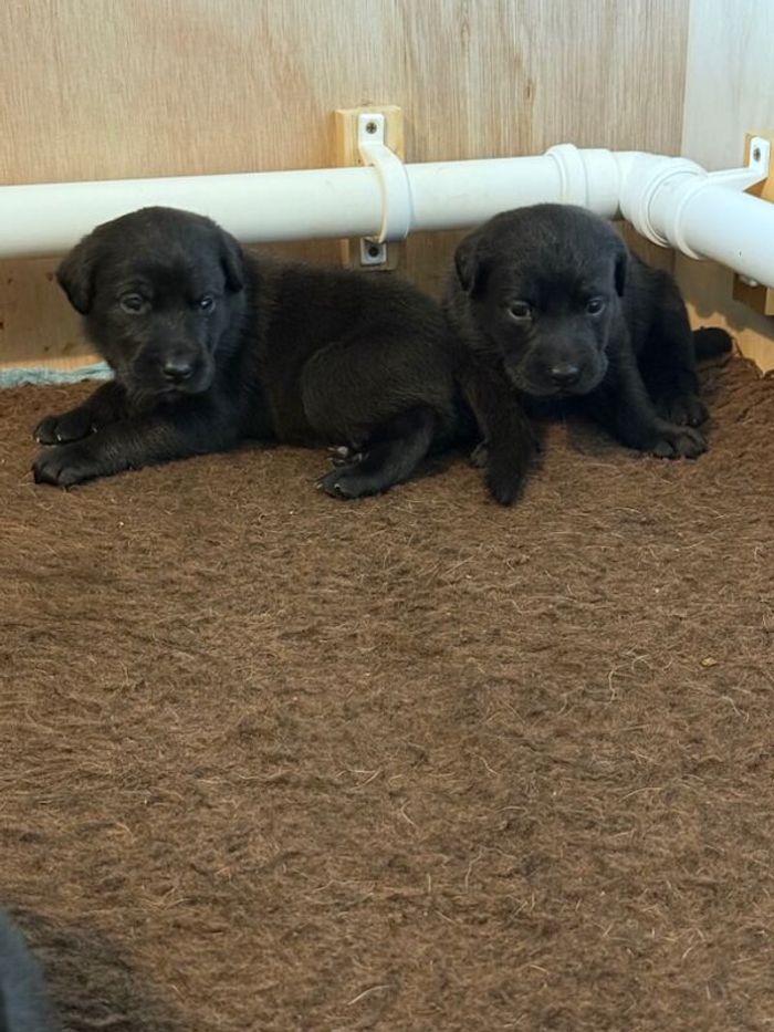 Labrador Retriever puppies for sale in Tamworth, Staffordshire – KC registered, 4 weeks old - Image 5 of 7