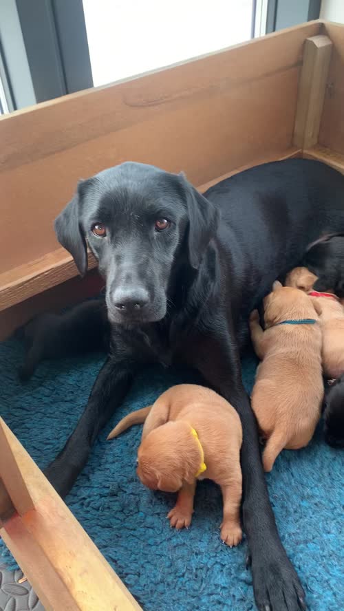 KC registered working Labrador Puppies for sale in Pitlochry, Perth and Kinross