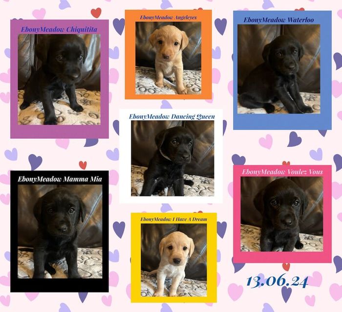 KC Registered Working Line Labrador Puppies for sale in Ashford, Kent