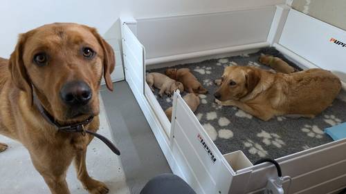 KC Registered Working Line Labrador Puppies for sale in Llandudno, Conwy - Image 11