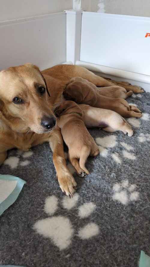 KC Registered Working Line Labrador Retrievers Puppies for sale in Llandudno, Conwy