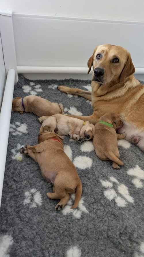 KC Registered Working Line Labrador Puppies for sale in Llandudno, Conwy