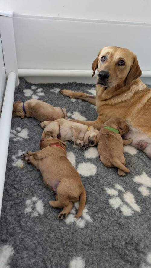 KC Registered Working Line Labrador Puppies for sale in Llandudno, Conwy - Image 1