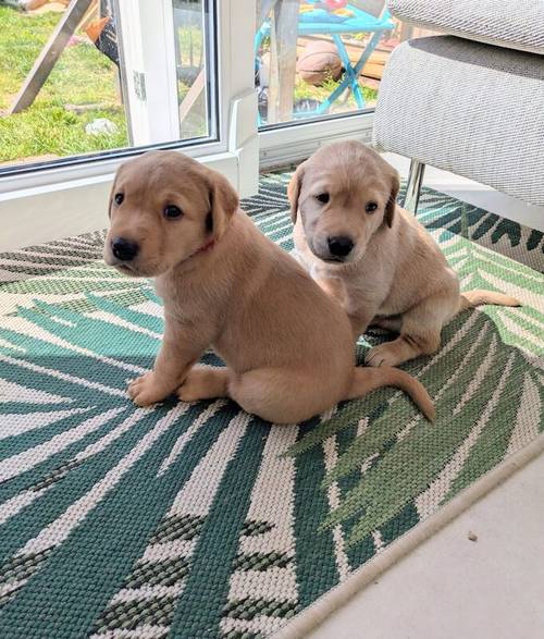 KC Registered Working Line Labrador Puppies for sale in Llandudno, Conwy - Image 2