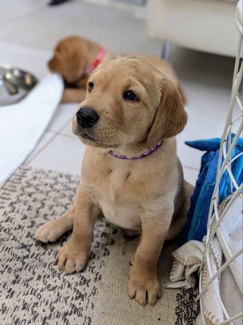 KC Registered Working Line Labrador Puppies for sale in Llandudno, Conwy - Image 3