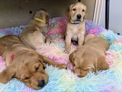 KC Registered Working Line Labrador Puppies for sale in Llandudno, Conwy - Image 4